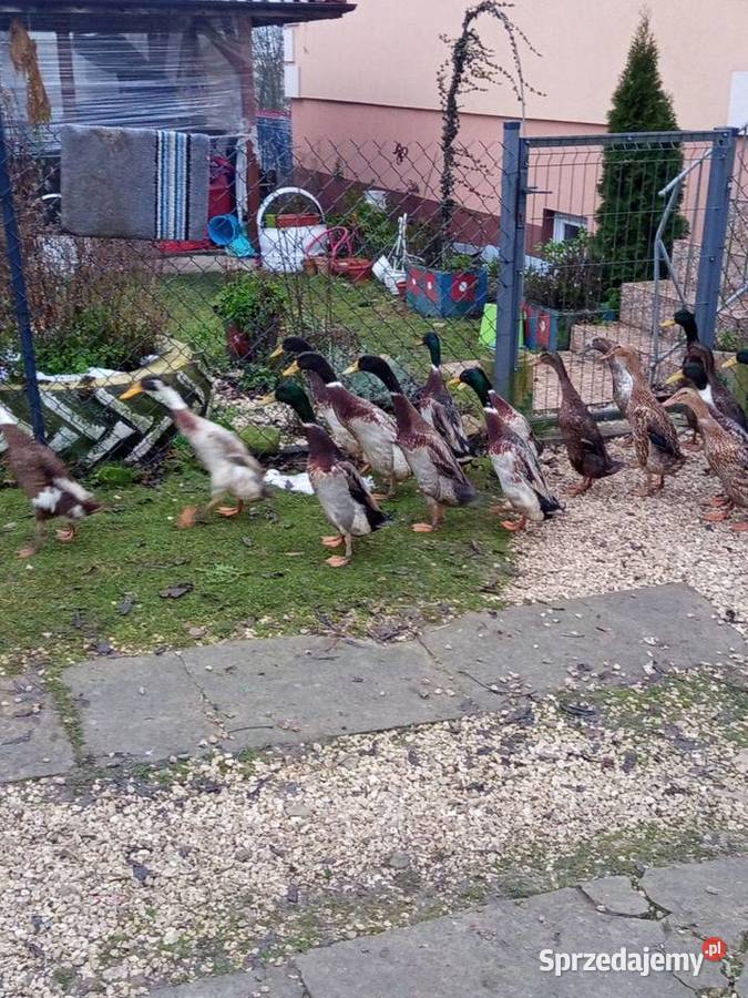 Sprzedam bieguski parami 100 sztukę Tomaszów