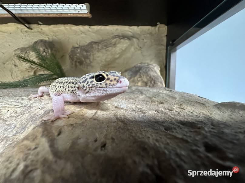 Sprzedam gekona lamparciego z terrarium Myszków sprzedam