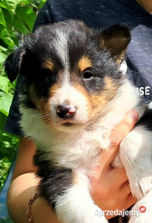 Owczarek szkocki Collie szczeniaczki tricolor Zwierzęta łódzkie