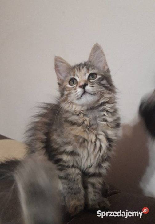 Maine Coon MCO Maine Coon Polesie Mikułowskie