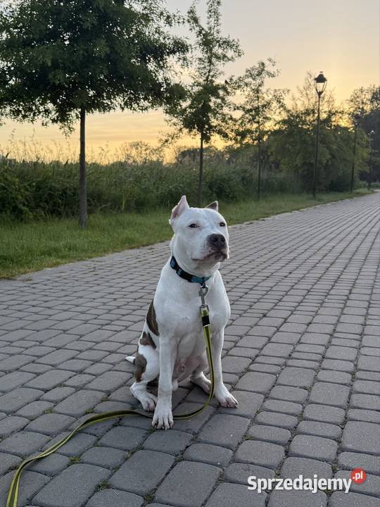 Sprzedam 8 miesięcznego Amstaffa Świebodzin
