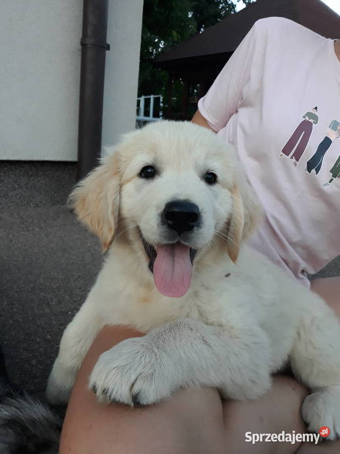 Golden Retriever Gotowe do odbioru Mielec