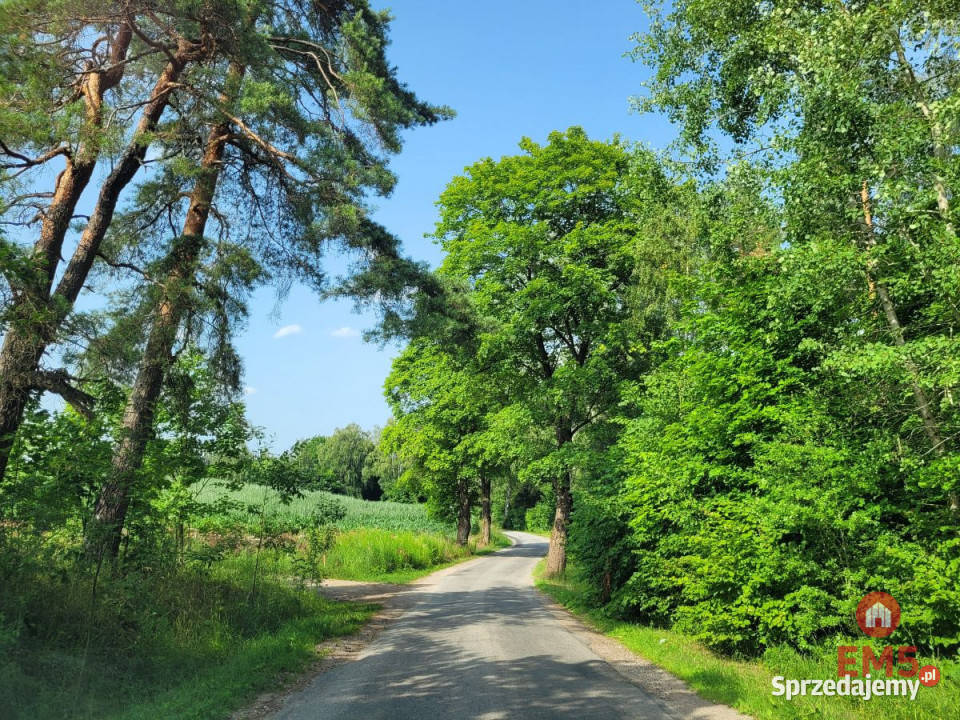Ogłoszenie działka 3000m2 Nowe Krzywe