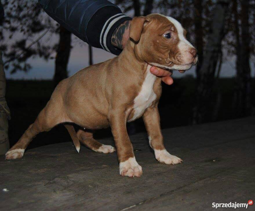 Pit bull Gniezno