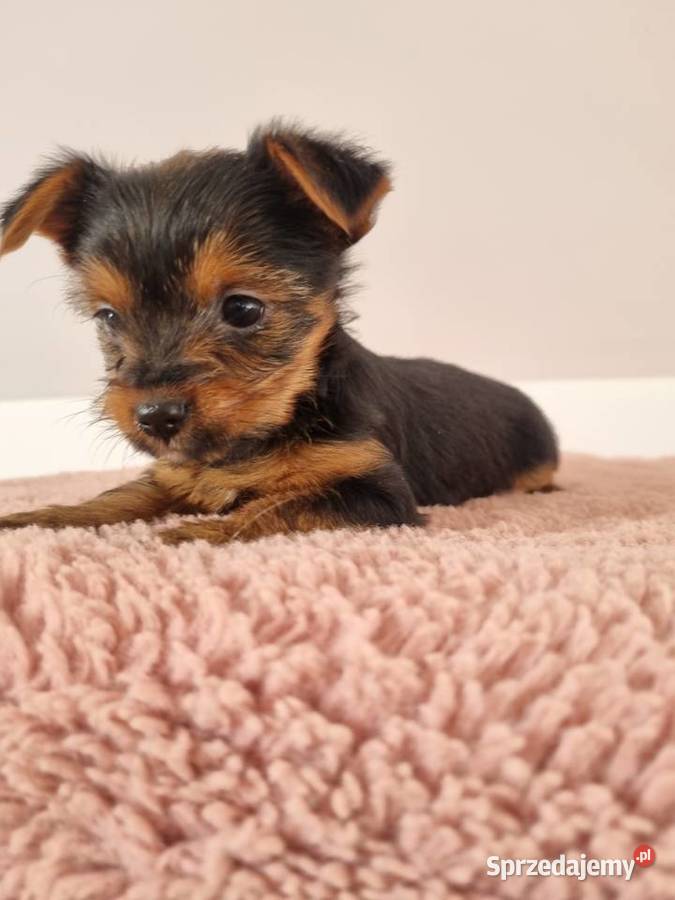 Szczeniaki York Sunia Klecie