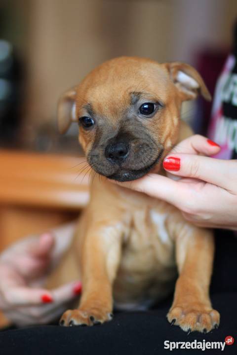 Staffordshire bull terrier staffik stafik Psy Maków Mazowiecki