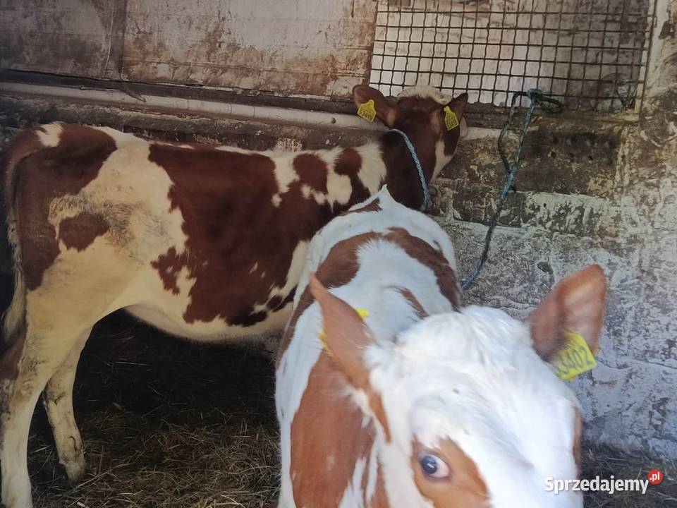 sprzedam dwie jałówki Hrubieszów sprzedam