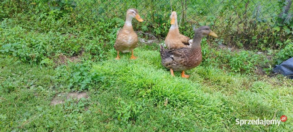 Kaczki staropolskie z 24 roku Tokarówka