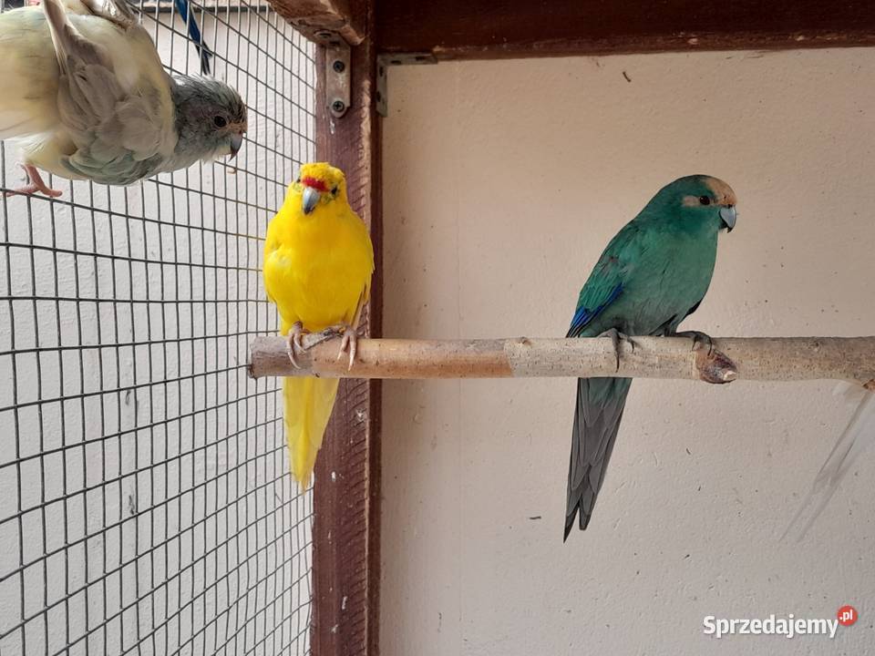Sprzedam papugi modrolotki Ostrów Wielkopolski