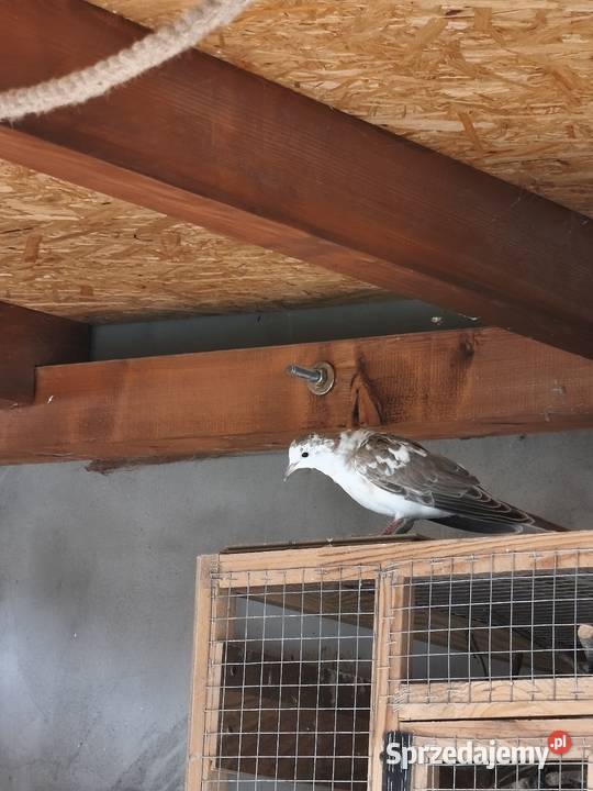 Cukrowki ptaki Wrocław sprzedam