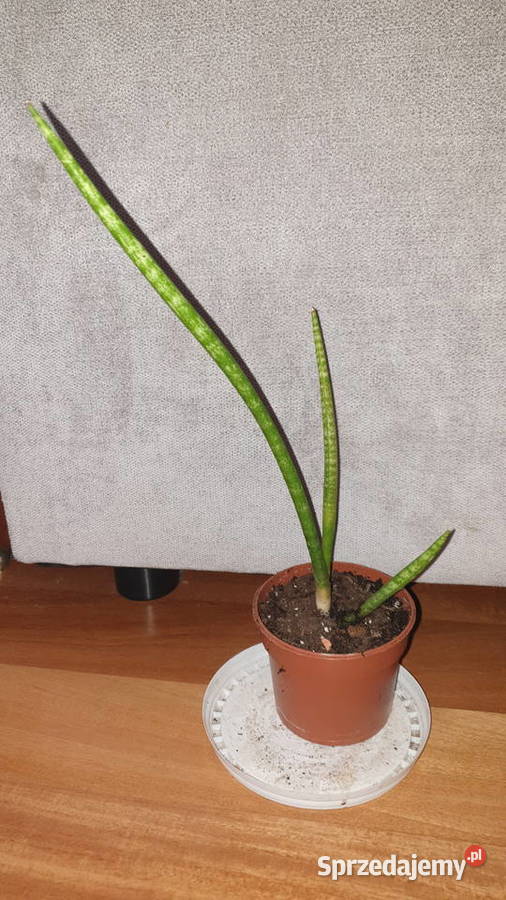 Sansewieria cylindryczna sansa wysokość 32 Warszawa