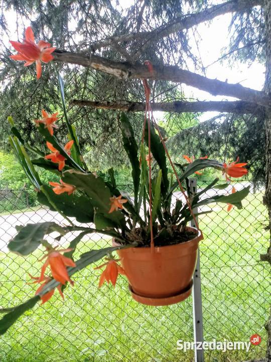 Epifilium Epiphyllum Ackermanii Sukulenty Skierniewice sprzedam