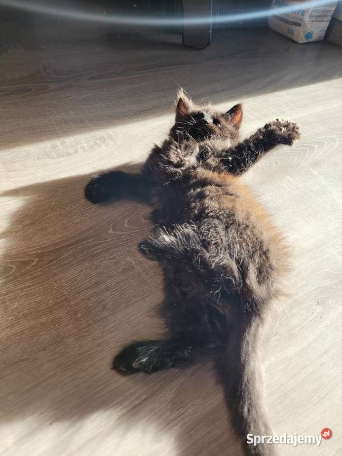 Kotki Maine Coon Polesie Mikułowskie