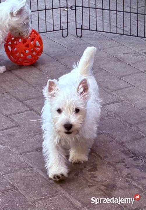 West Highland White Terrier szczenięta ZKwP a i Łódź