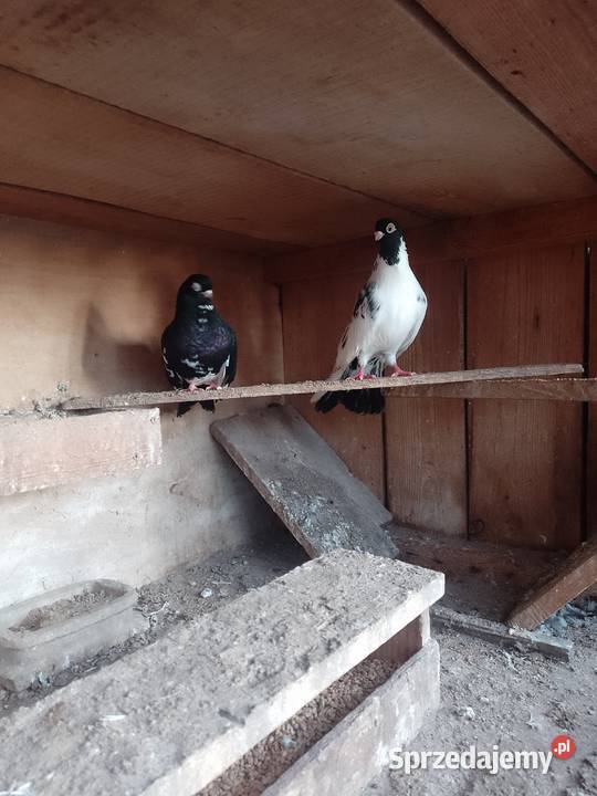 Sprzedam gołębie górne Krasnystaw sprzedam