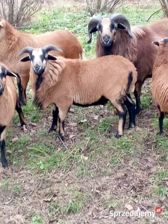 Sprzedam Tryka i króliki małopolskie Małec sprzedam