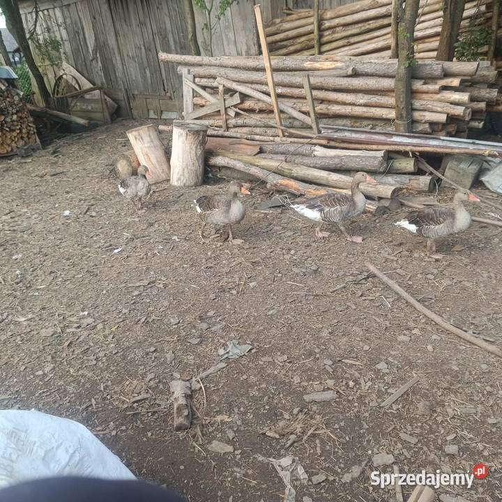 Indyki i gęsi gęgawy Brzeźnica