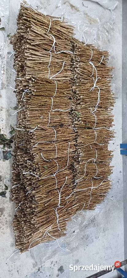 Sztobry czarnej porzeczki Czarnystok