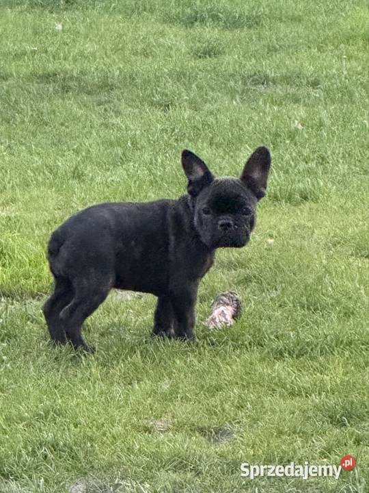 Suczka buldoga francuskiego Kocia Górka