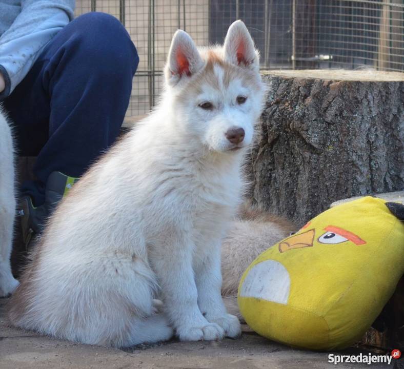 siberian husky rodowodowe szczenięta Grudziądz