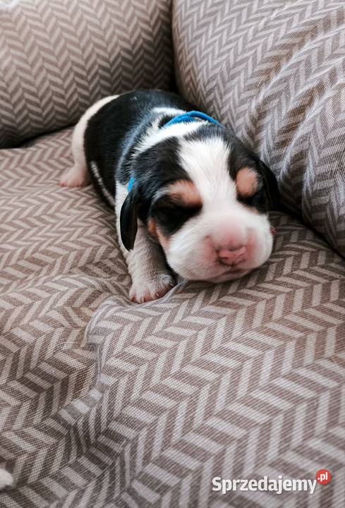 Szczeniaka Beagla możliwość rezerwacji podlaskie Bielsk Podlaski