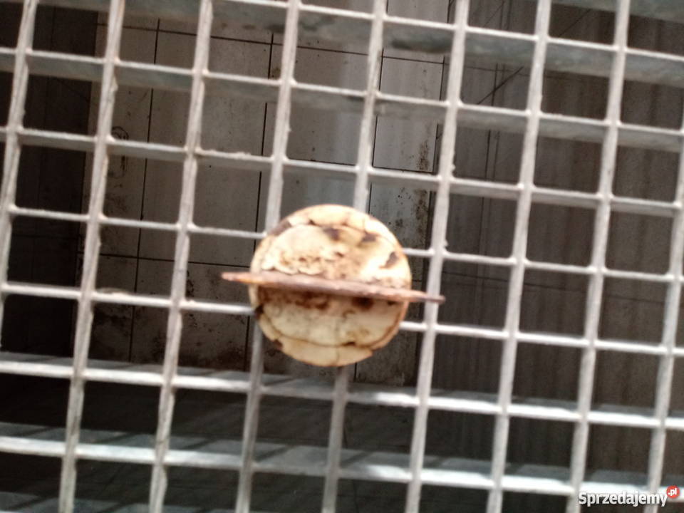 Korek wlewu Fiat 125p FSO świętokrzyskie Kielce