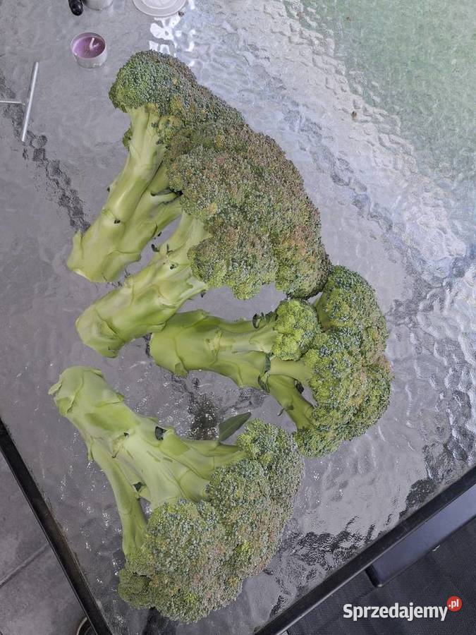 Brokuły ekologiczne BIO Warzywa lubelskie