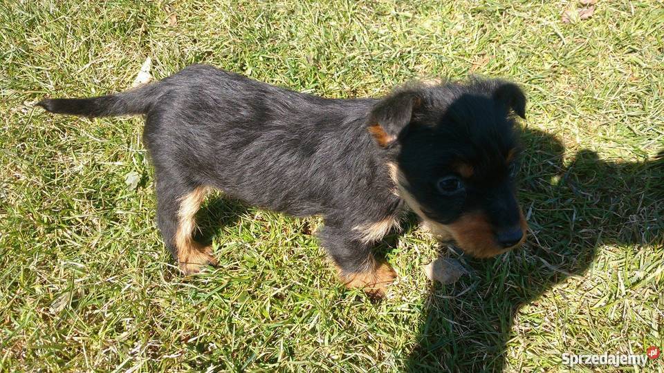 terier niemiecki myśliwski małopolskie