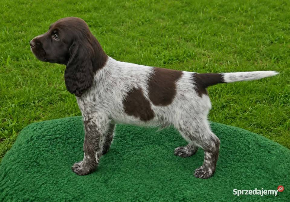 Polski Spaniel Myśliwski planowany miot Święta Lipka