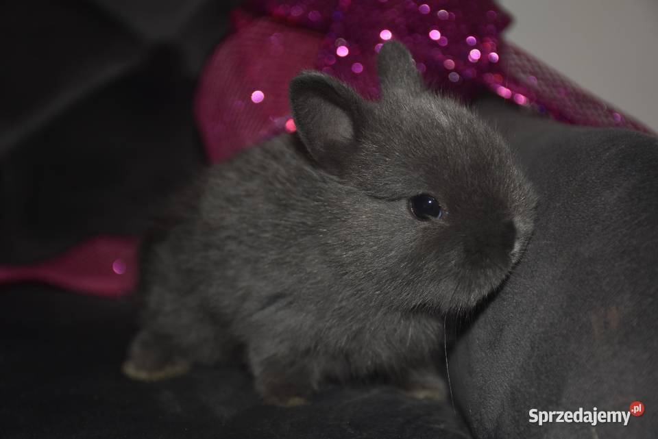 Króliki karzełki niderlandzkie Lipno