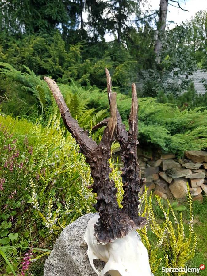 Parostki rekord Polski