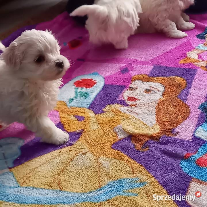 Maltaczki do rezerwacji mazowieckie Reducin