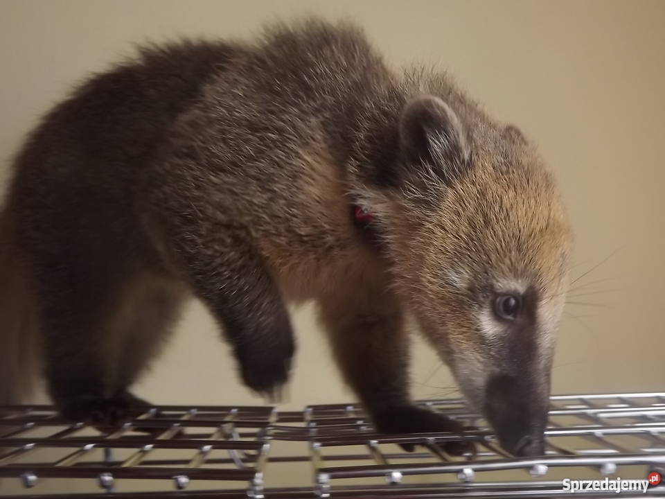 Ostronos Coati młodziutki samczyk zachodniopomorskie Kołobrzeg