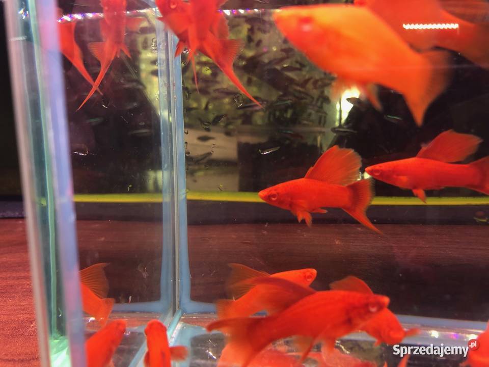 Wiedeński Delta mieczyk Red Albino