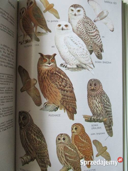 Wielki atlas ryb ryby atlas przyroda zwierzęta łódzkie