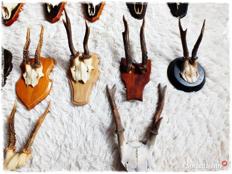 Kolekcja poroże 12 Parostki jelenia z czaszką na Żary