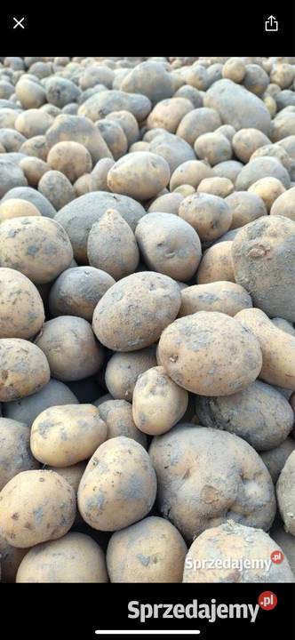 Ziemniaki vineta jadalne