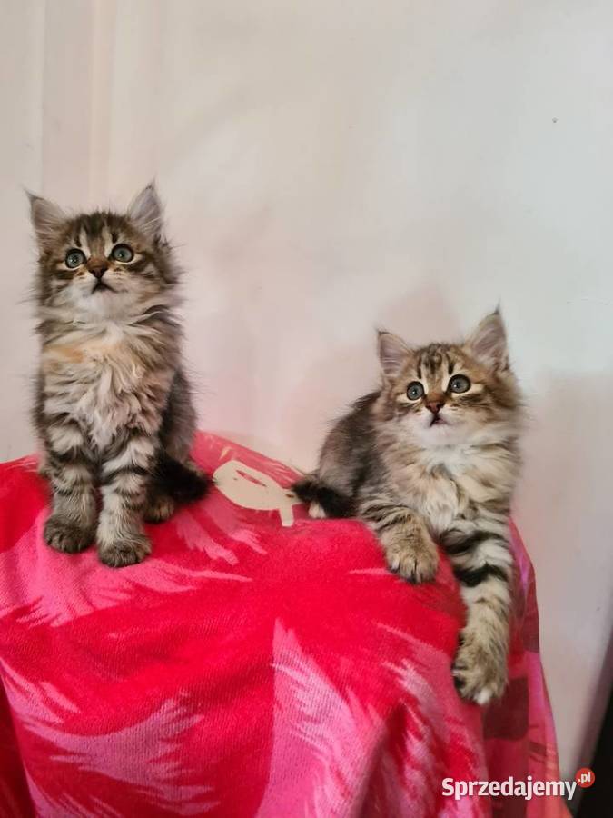 Maine Coon