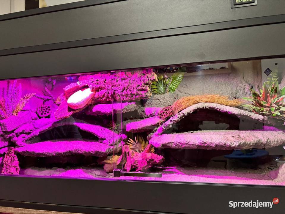 Pyton Królewski ALBINO Duże Terrarium MDF Płock