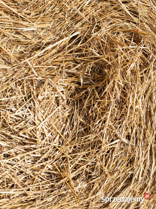 Oddam słomę luzem Włocławek