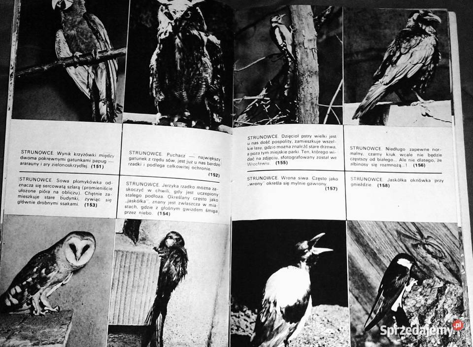 Zwierzęta z rodowodem Zuzanna Stromenger Chełm