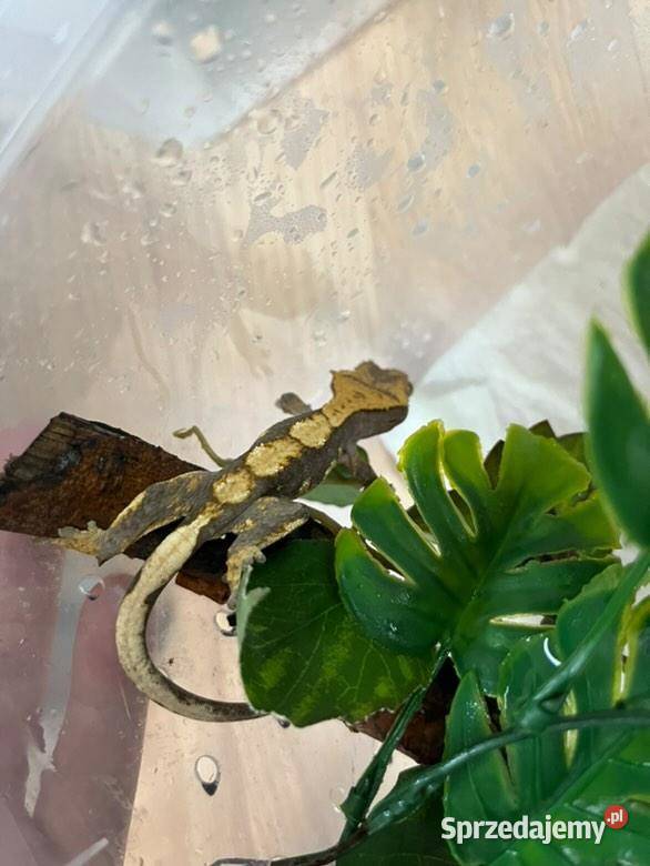 Gekony orzęsione Radom sprzedam