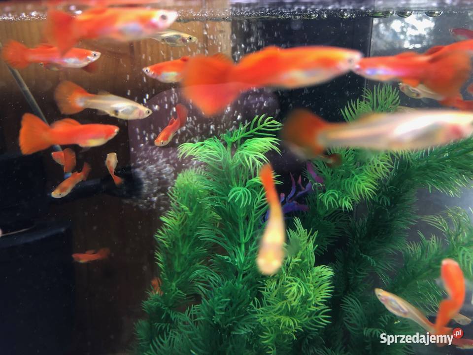 Gubik czerwony łódzkie Justynów