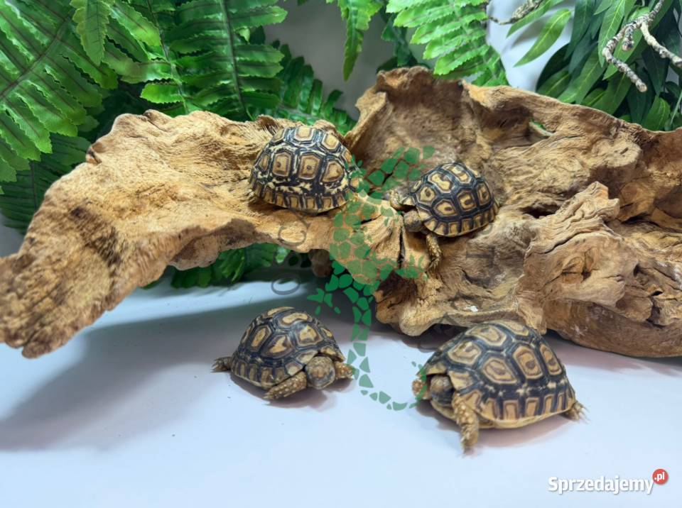 Żółw lamparci Żółwie lamparcie Białystok