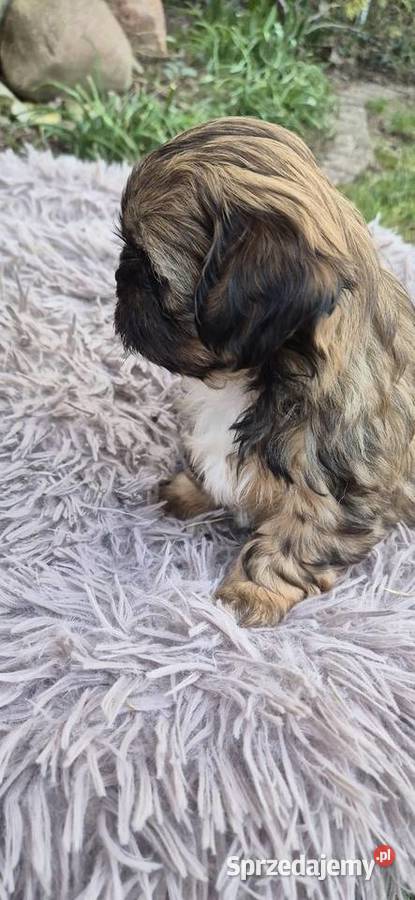 Shis tzu szukaja domku Pilzno sprzedam