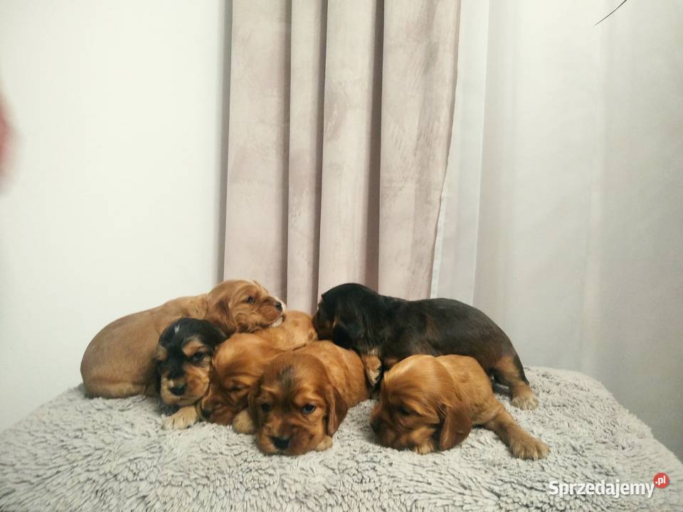 Śliczny szczeniak o długich uszach Cocker Spaniel wielkopolskie Kalisz