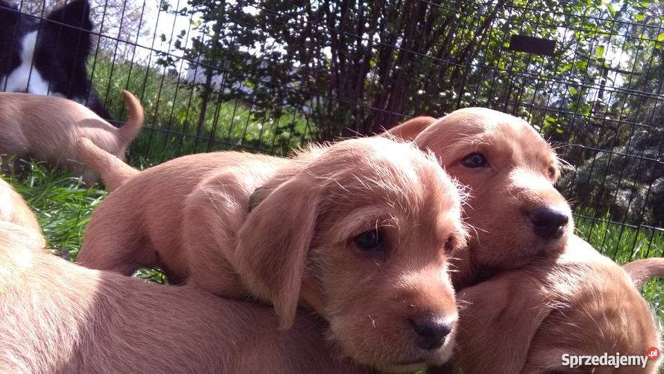 Szczenięta Basset fauve de bretagne rodowodowe Cieszyn