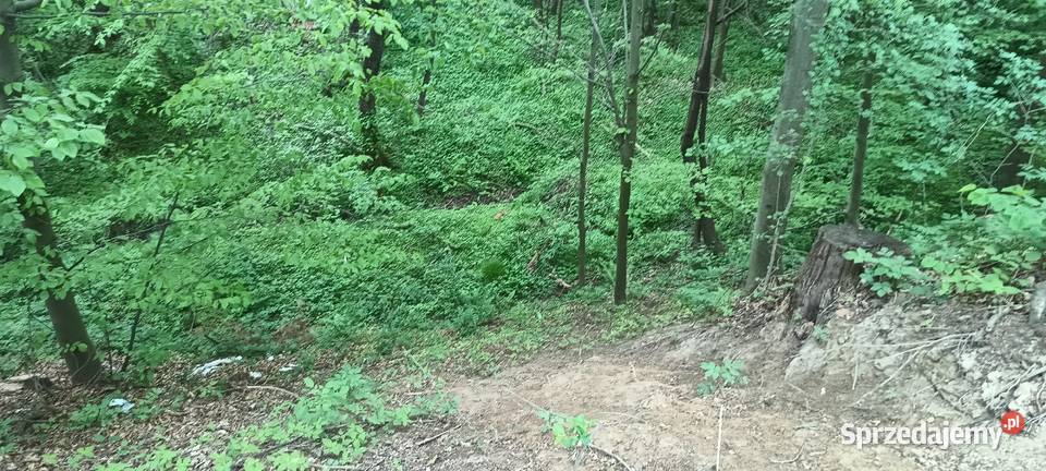 Sprzedam działkę rekreacyjną częściowo zalesioną Błażkowa