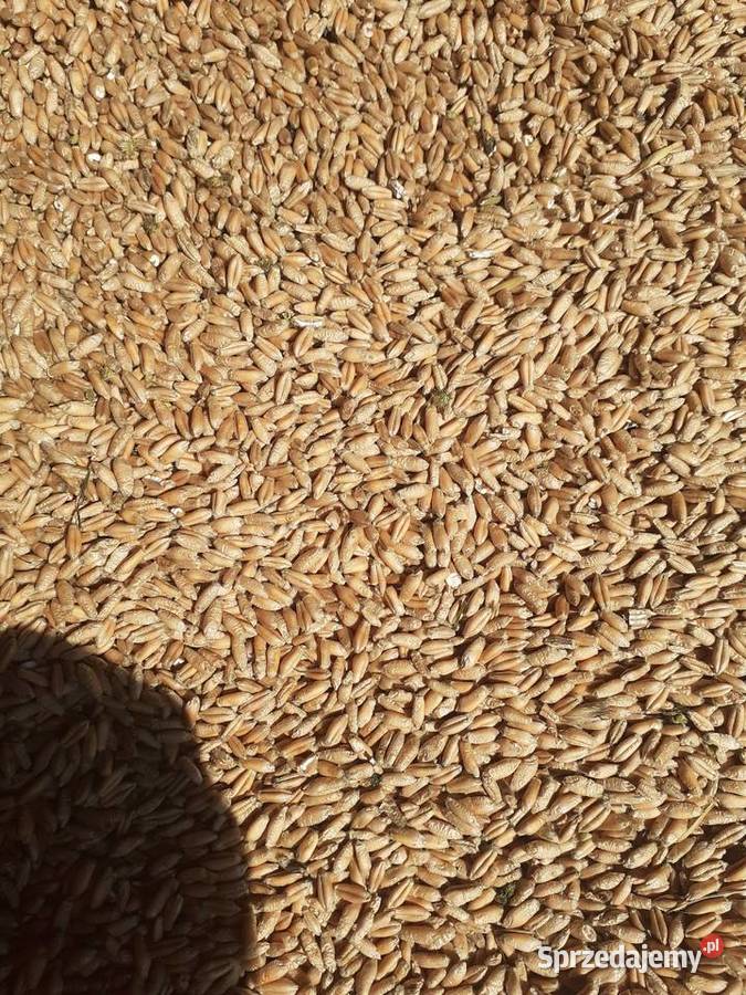 Pszenica pszenżyto owies jęczmien Nieborów