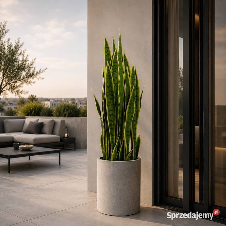 Sztuczna sansevieria w doniczce 90 Golkowice
